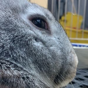 Meet your Posher, Scarlett